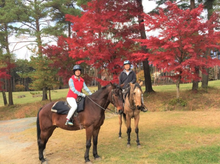 画像をギャラリービューアに読み込む, 秋の紅葉風景を楽しみながら、初めての乗馬体験@山梨
